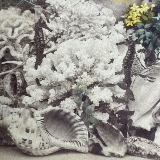 Antique 1896 Sea Coral And Seahorse Centerpiece Stereoview Photo Card P1038