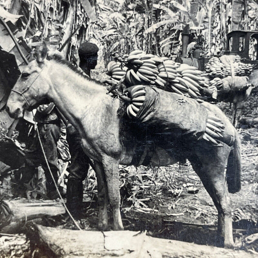 Antique 1920s A Donkey Loaded With Bananas Stereoview Photo Card P4911