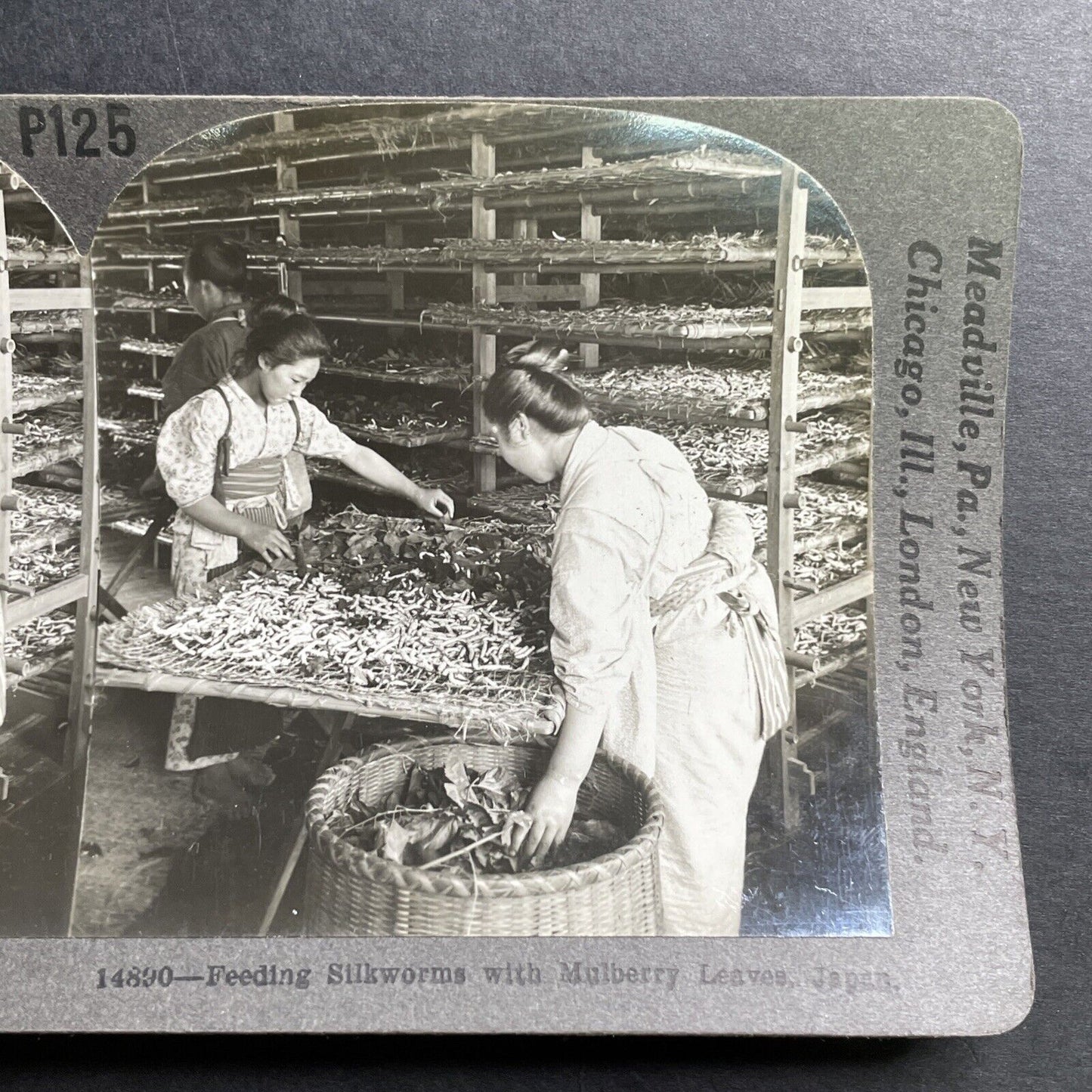 Antique 1906 Feeding Silkworms Mulberry Leaves Japan Stereoview Photo Card P1544
