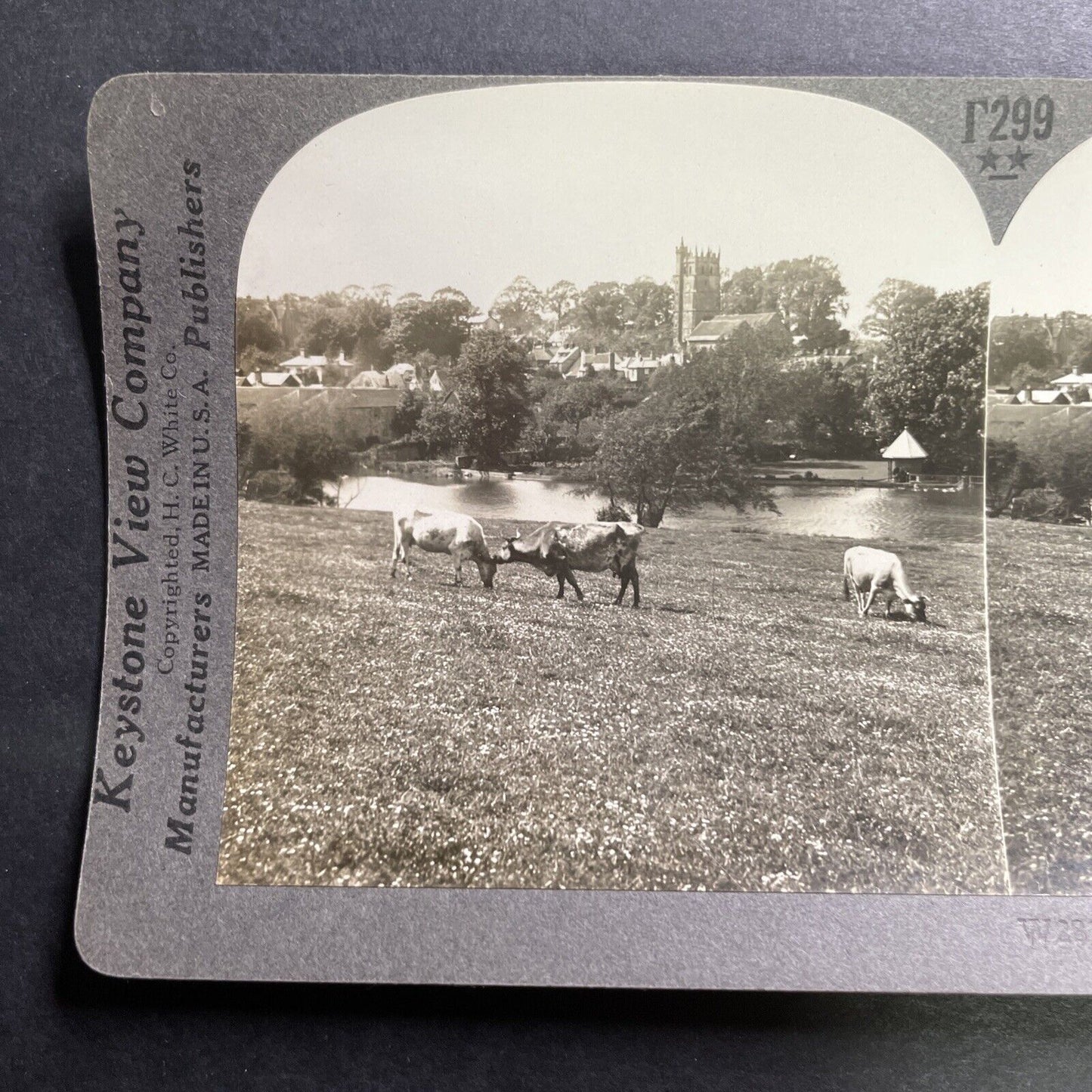 Antique 1918 Cattle In Carisbrooke Isle Of Wight Stereoview Photo Card P1438