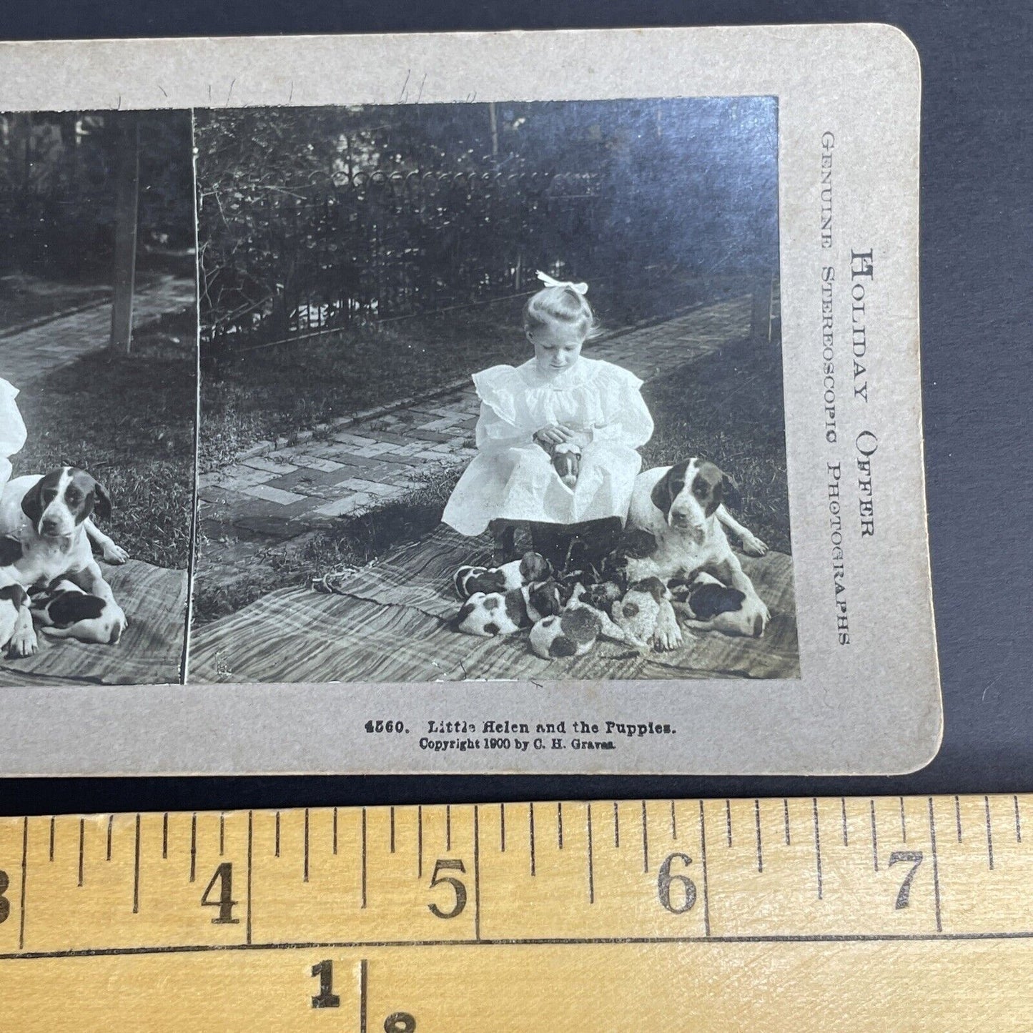 Antique 1900 Helen With Cocker Spaniel Puppies Stereoview Photo Card PC771