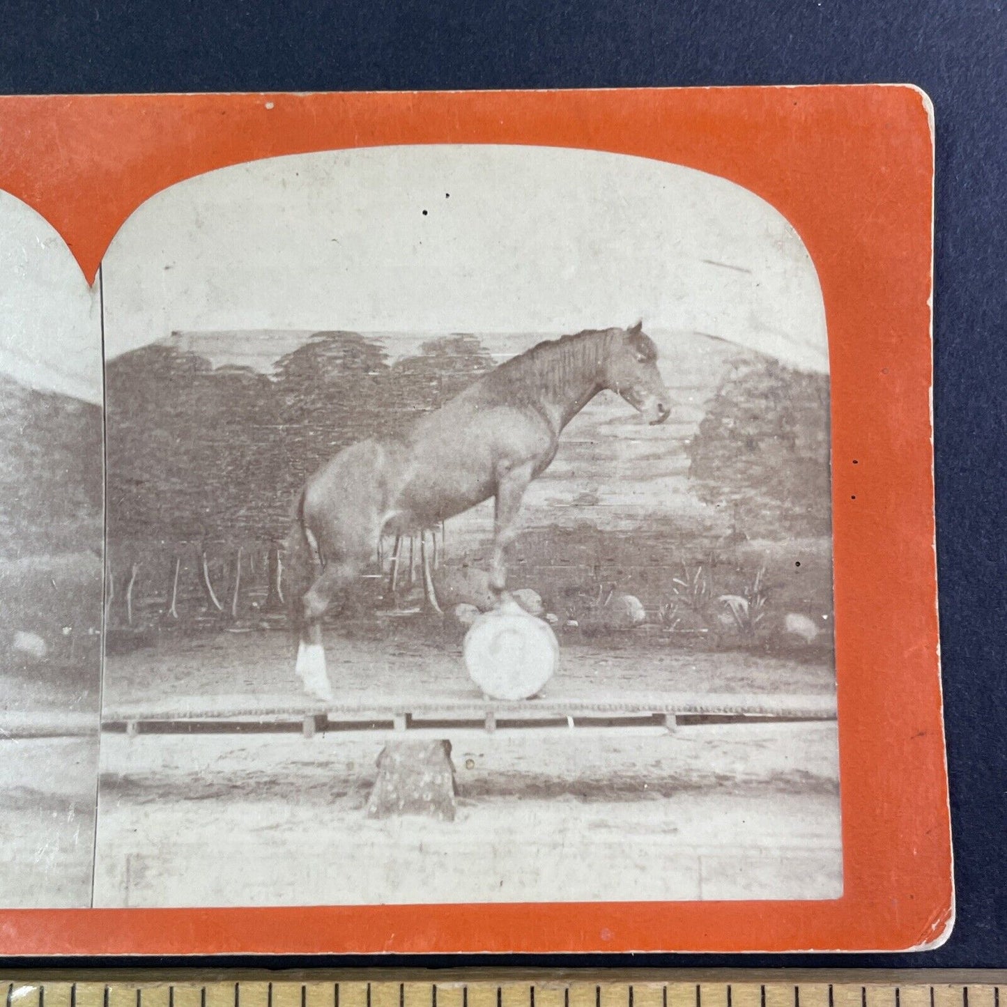 Horse Balancing on a See-Saw and a Barrel Stereoview Antique c1860s Y1308