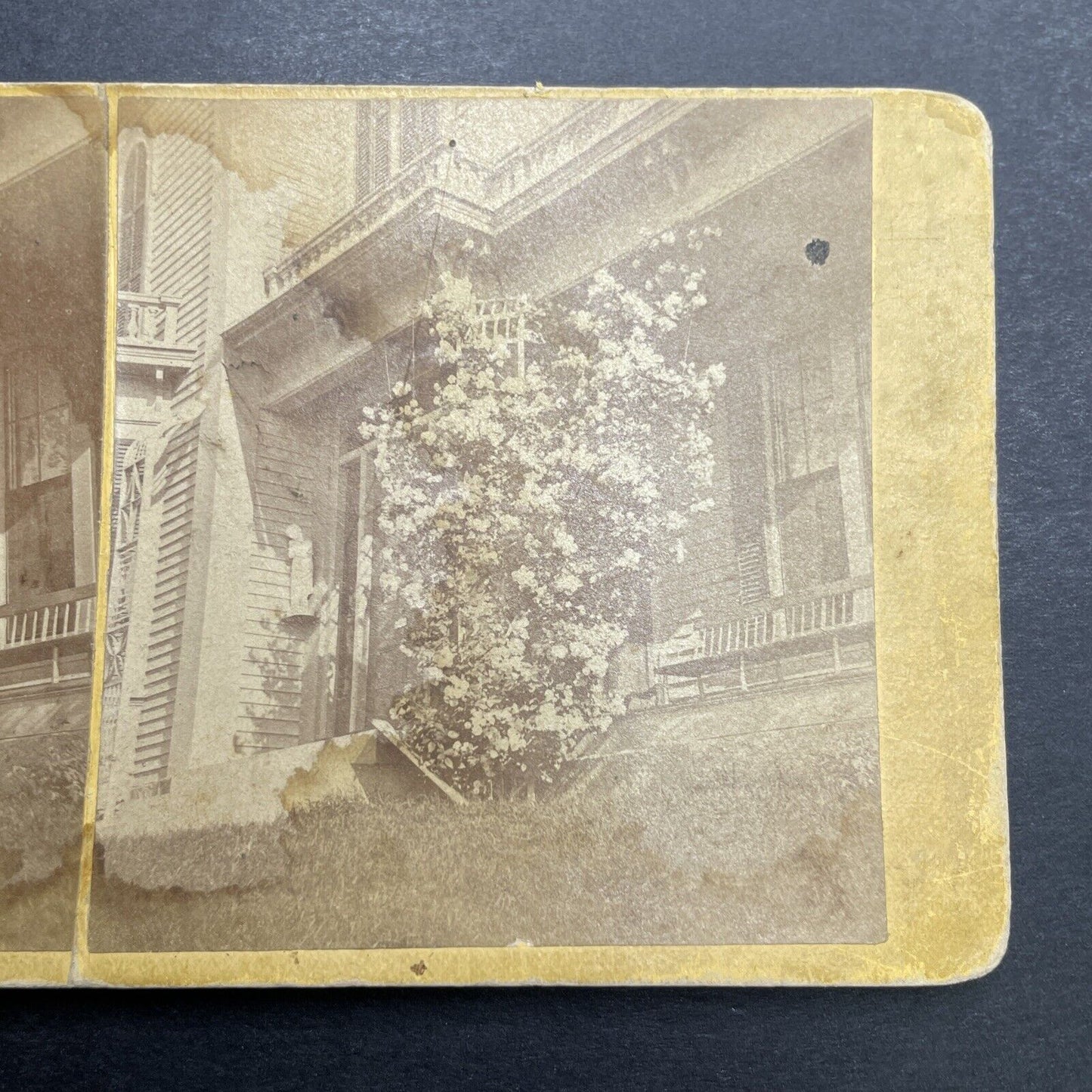 Antique 1860s Concord New Hampshire Rose Bush Stereoview Photo Card P1188