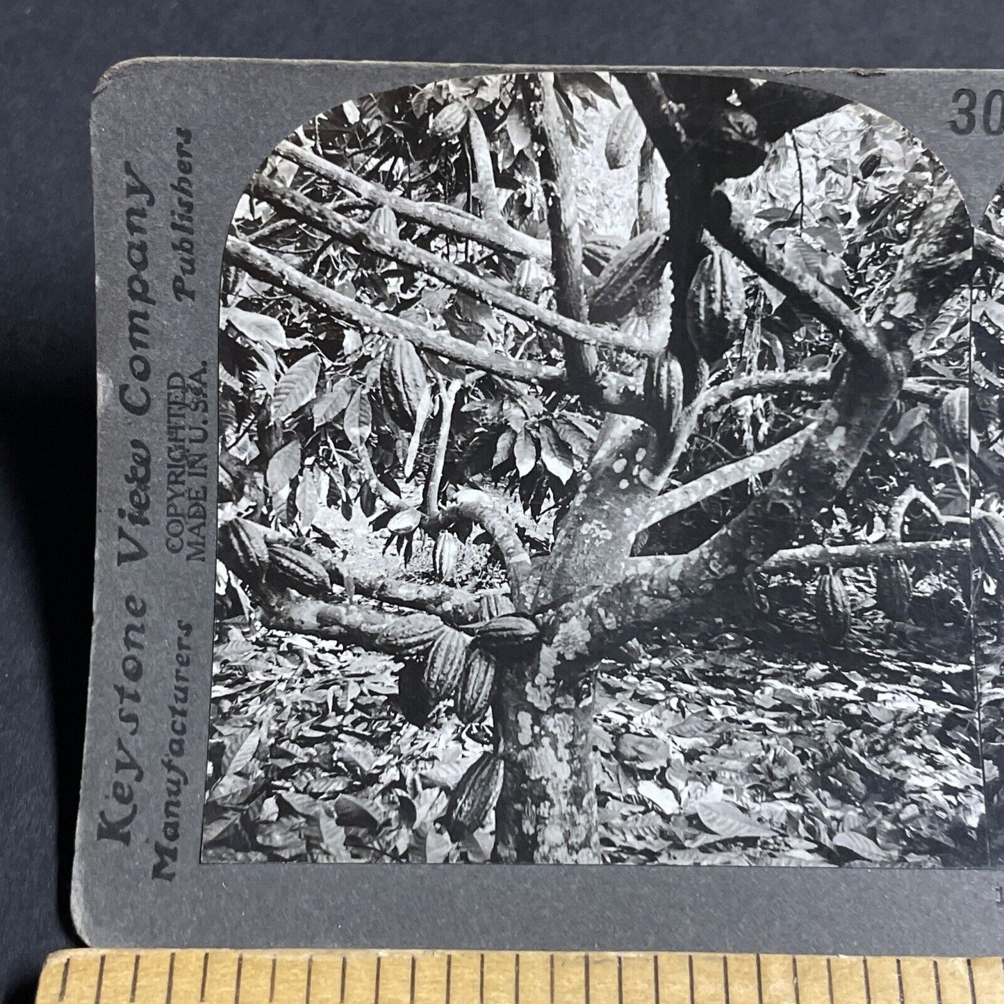 Antique 1910s Cocoa Beans Fruit Dominica BWI Stereoview Photo Card P3652