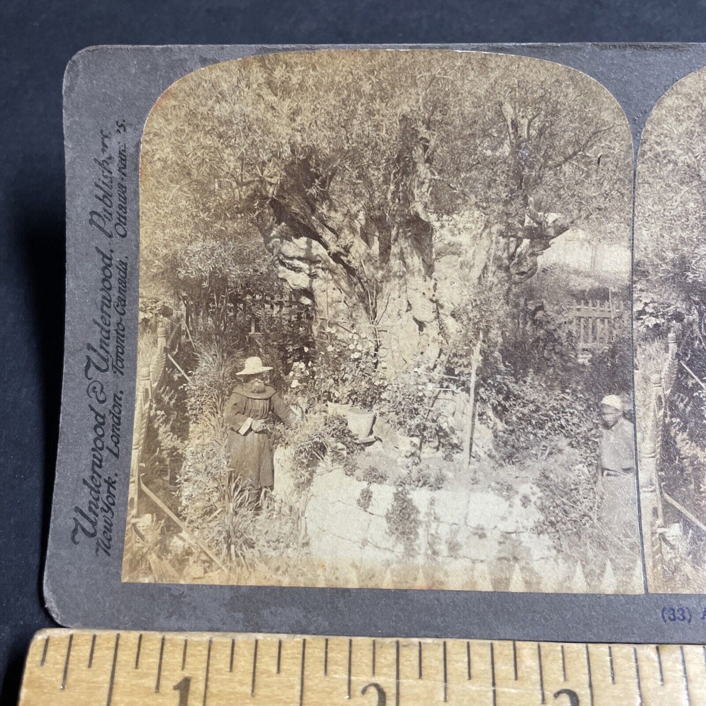 Antique 1900 Jewish Monk Ancient Olive Tree Stereoview Photo Card P4432