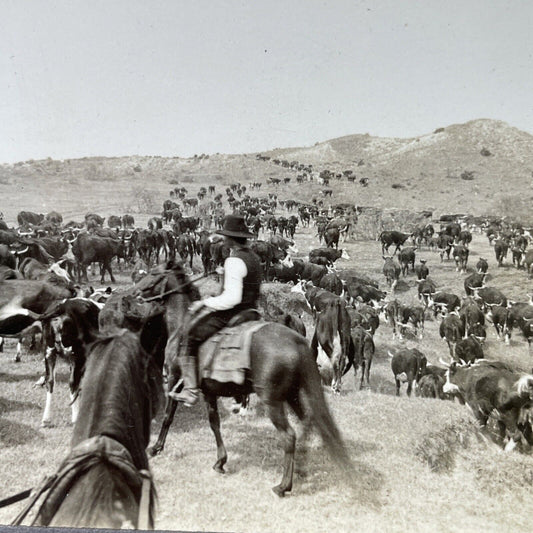 Antique 1910s Texas Cowboys Round-Up Cattle Stereoview Photo Card P3181