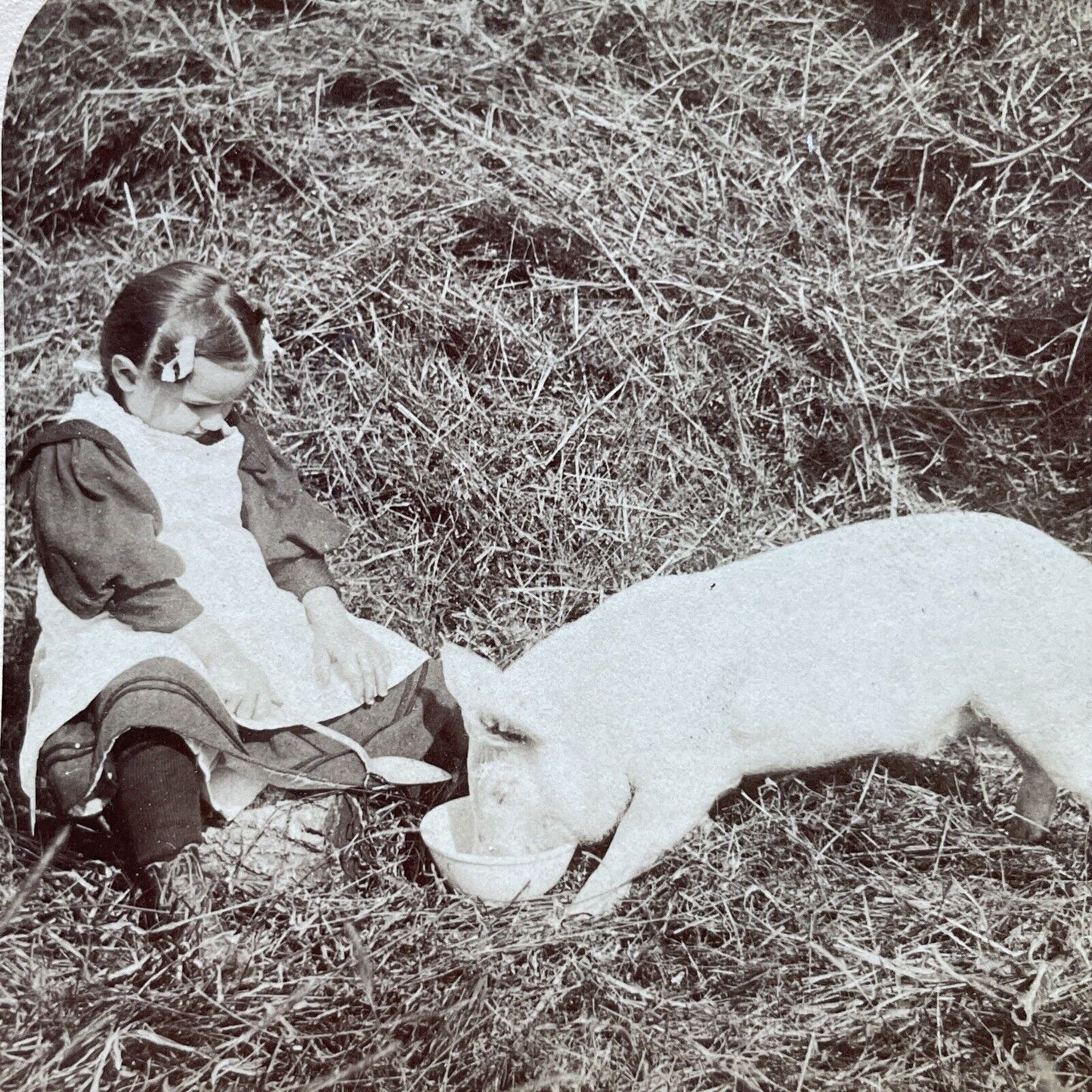 Antique 1897 Child Feeds Pig On Farm Stereoview Photo Card P2416