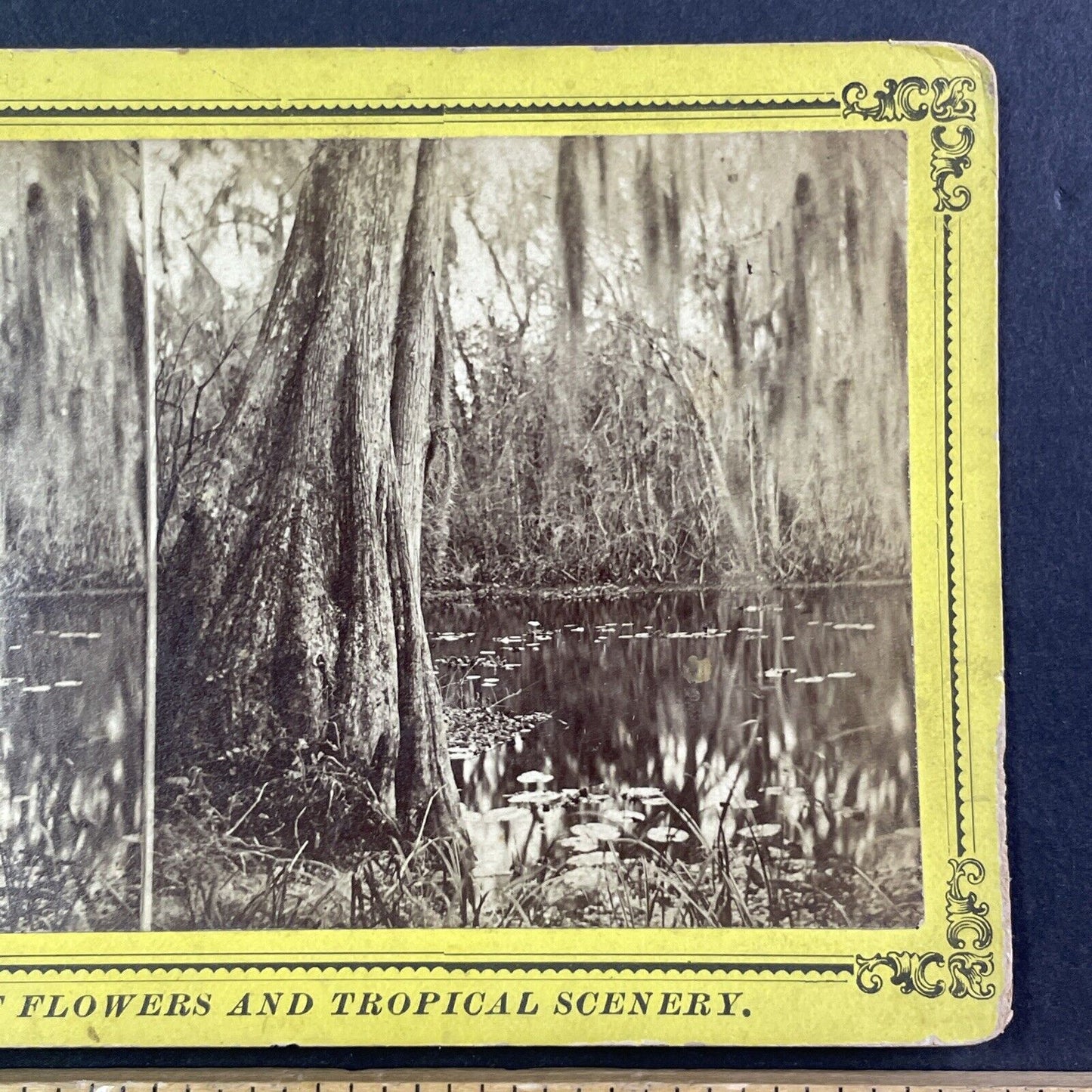 Ocklawaha River Swamp in Florida Stereoview J.I. Mackey Antique c1885 Y095