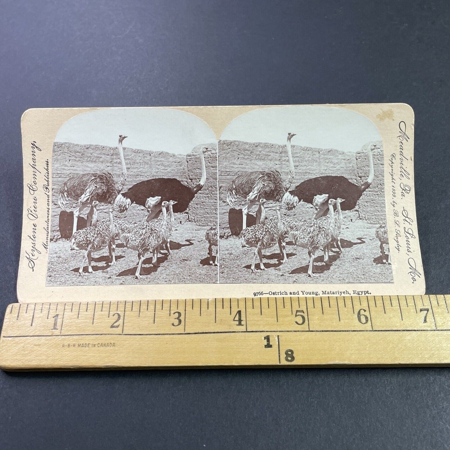 Antique 1899 Ostrich Family Matariyeh Egypt Stereoview Photo Card P3824