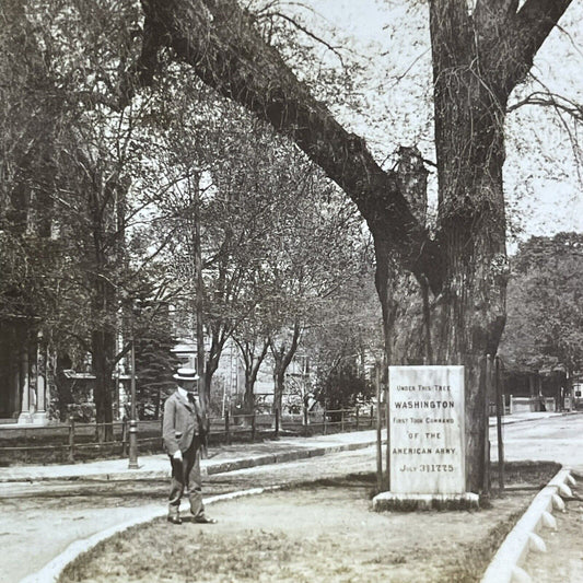 Antique 1905 The Washington Elm Tree Cambridge MASS Stereoview Photo Card P2218