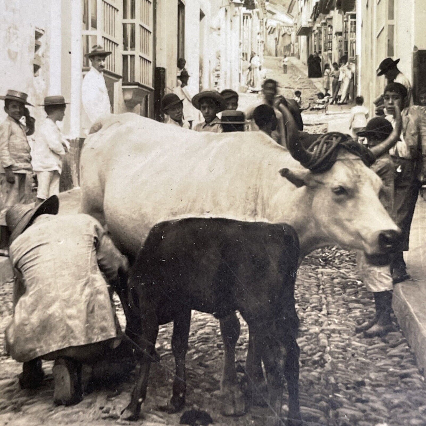 Antique 1918 Milking Cows Downtown Caracas Venezuela Stereoview Photo Card P1366