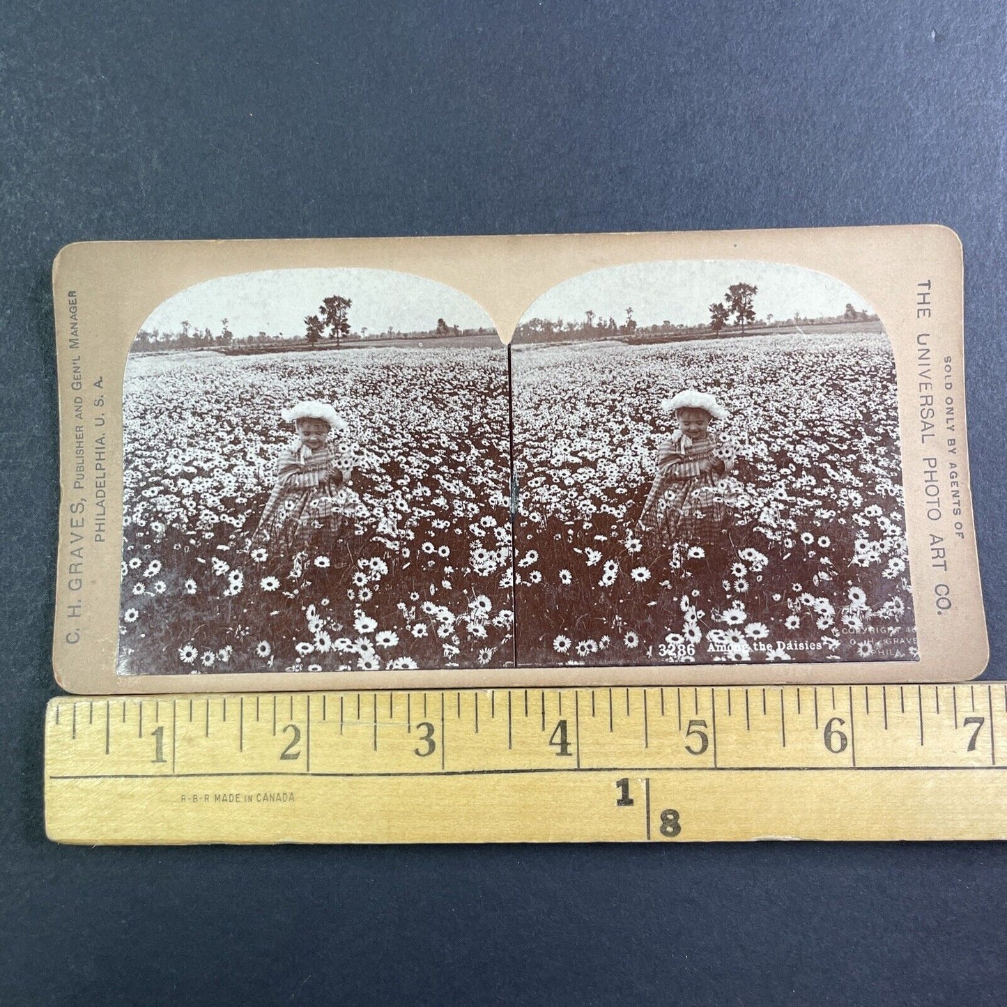 Child In A Field Of Daisies Stereoview CH Graves Antique c1892 X2837