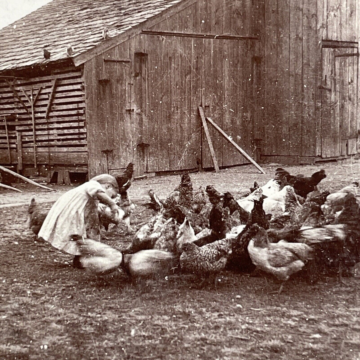 Little Girl Feeding Chickens Midwest US Farm Stereoview Antique c1892 X3230