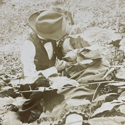 Antique 1890s Man And Woman Kissing In A Field Stereoview Photo Card P4733