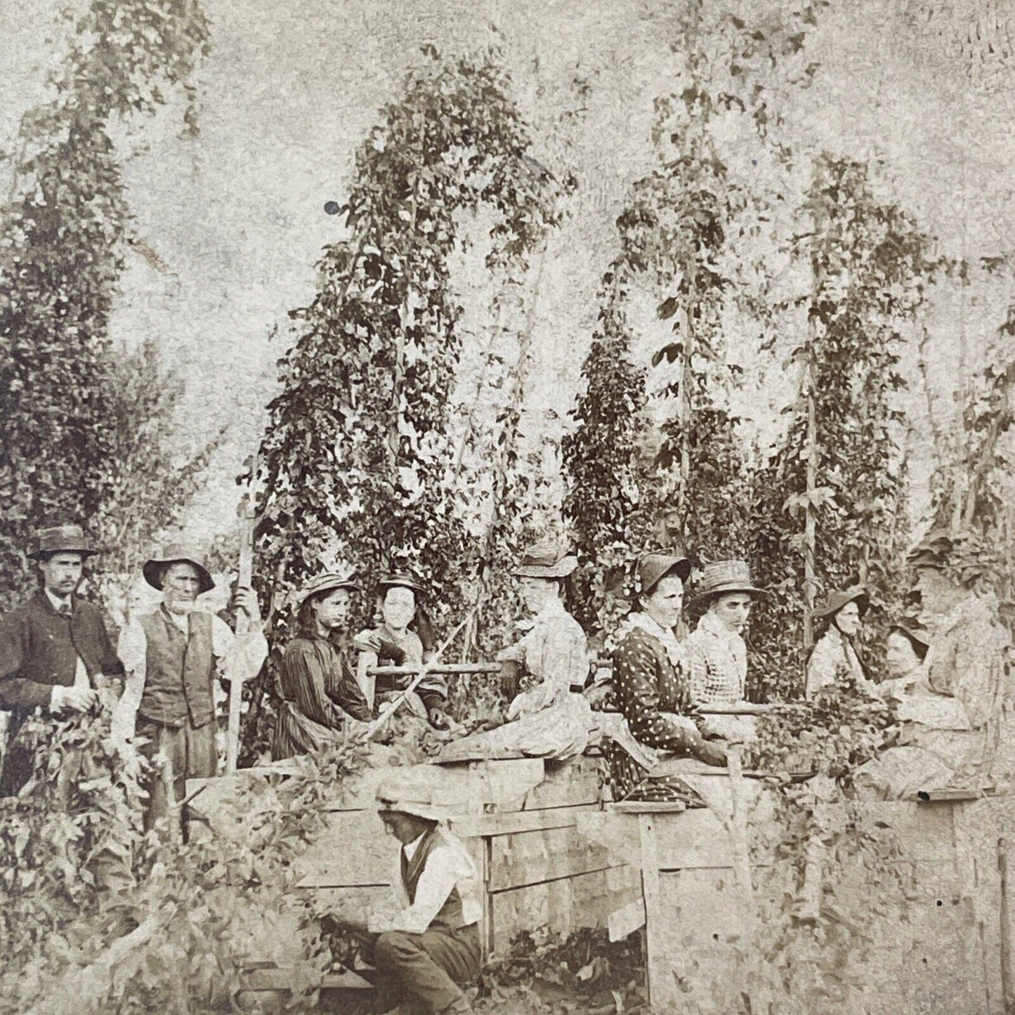 Picking Hops Puget Sound Stereoview Washington State Antique c1870 X2764