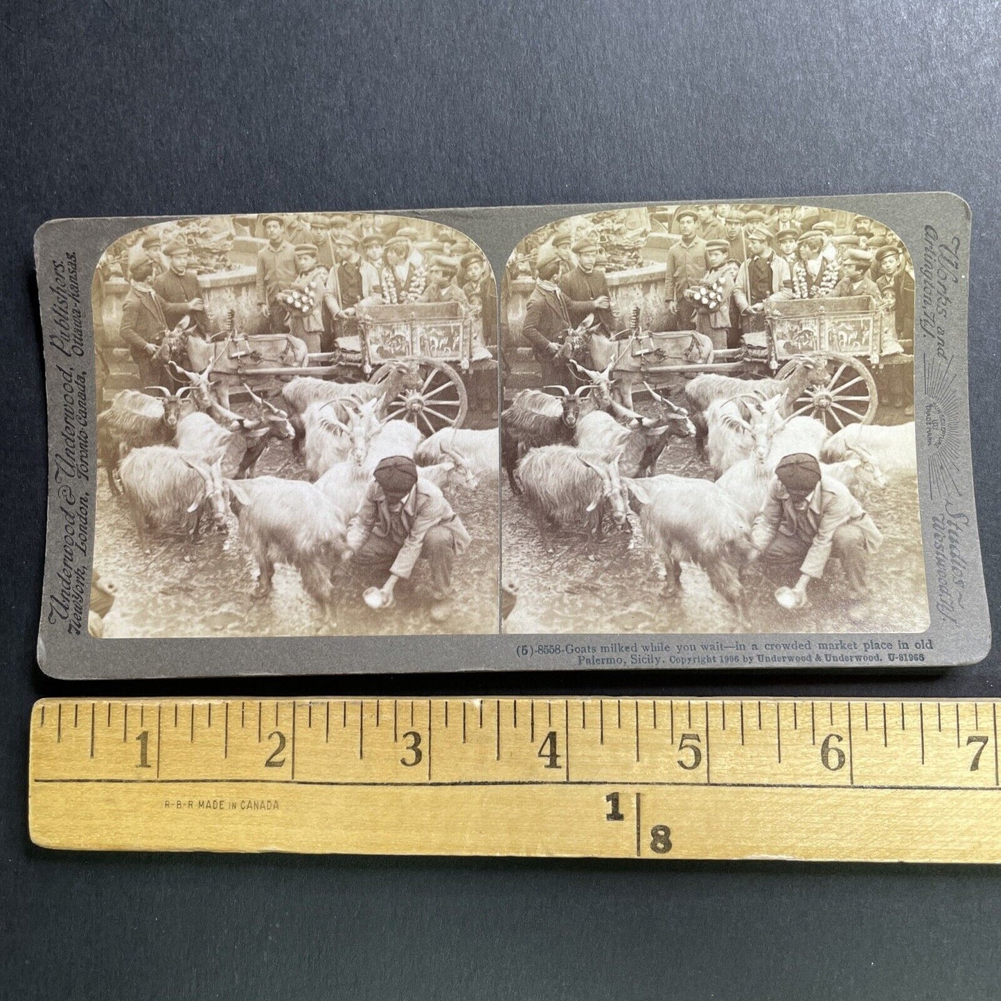 Antique 1906 Milking Goats Palermo Italy Stereoview Photo Card P1636