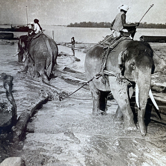 Antique 1910s Elephants Used For Logging In Myanmar Stereoview Photo Card P2748
