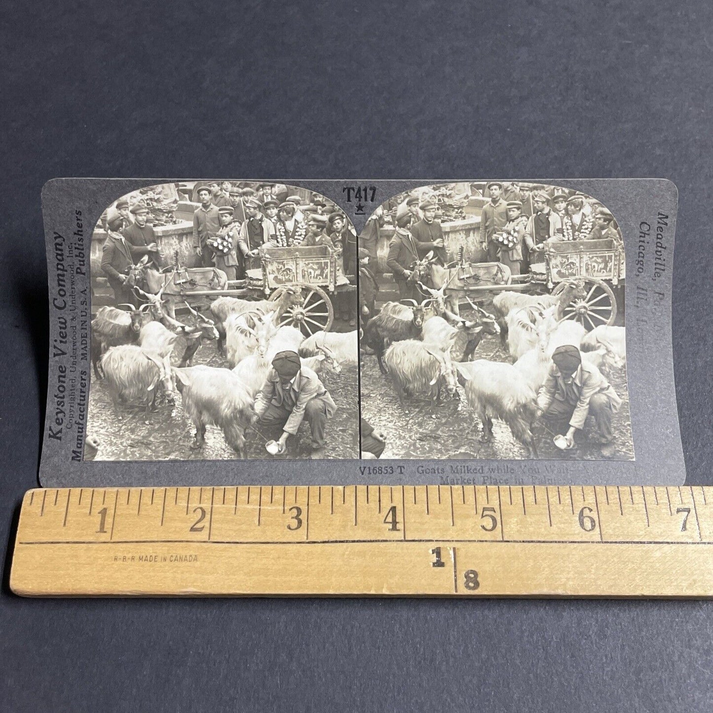 Antique 1910s Man Milking Goats Palermo Italy Stereoview Photo Card P4156