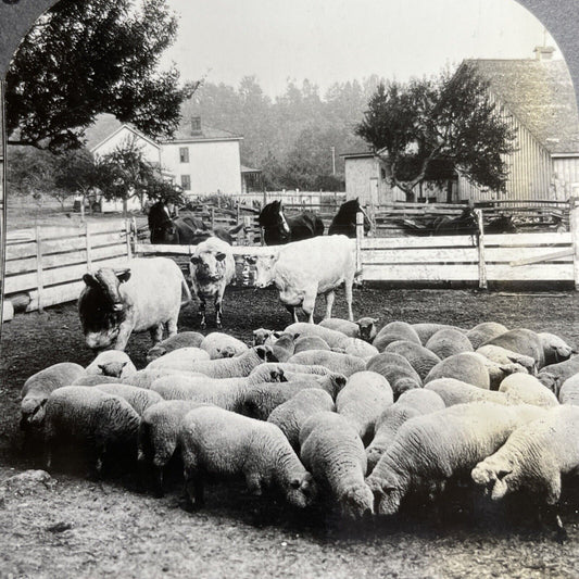 Antique 1903 Sheep And Cattle Farming Ontario Canada Stereoview Photo PC627