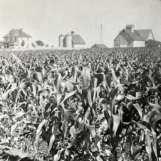 Antique 1910s Corn Farm Outside Bradford Iowa Stereoview Photo Card V2592