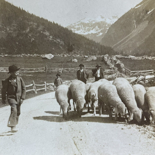 Antique 1905 Sheep Herder Farmer In The Swiss Alps Stereoview Photo Card P2233