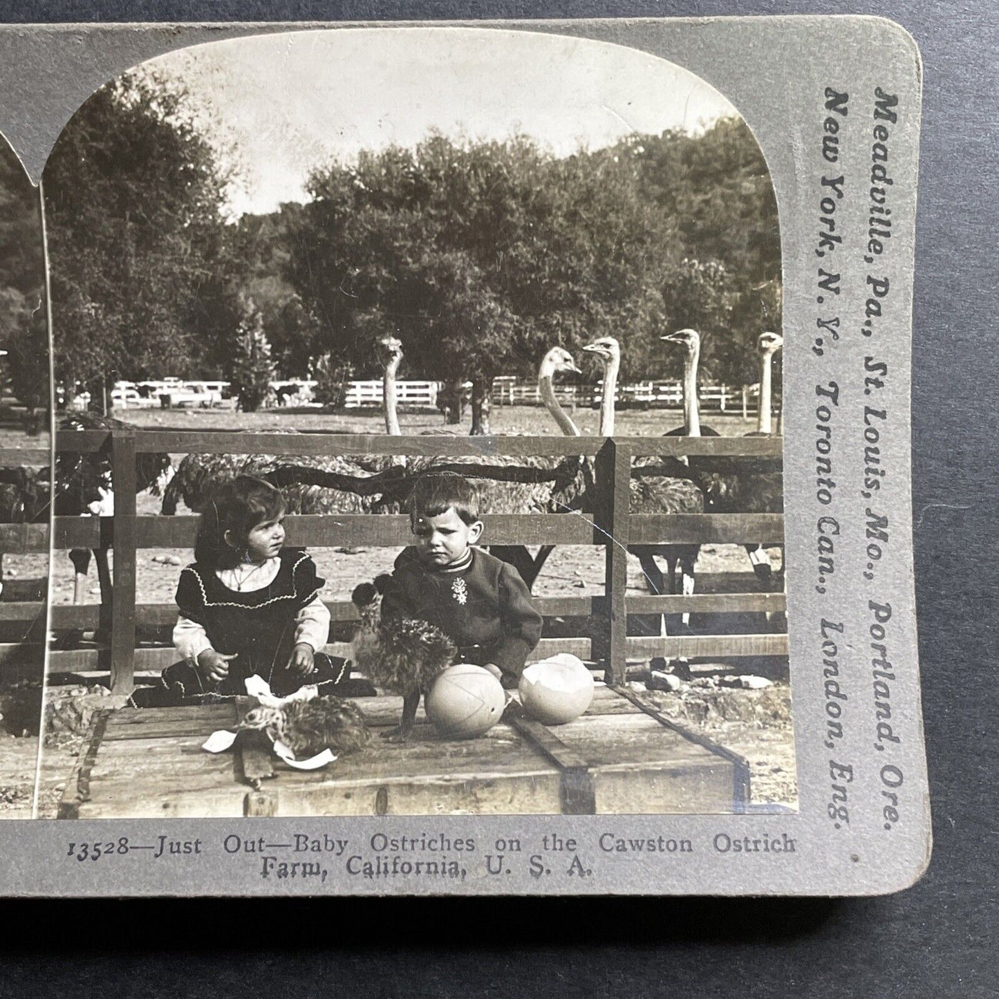 Antique 1903 Ostrich Farm In Pasadena California Stereoview Photo Card P1476