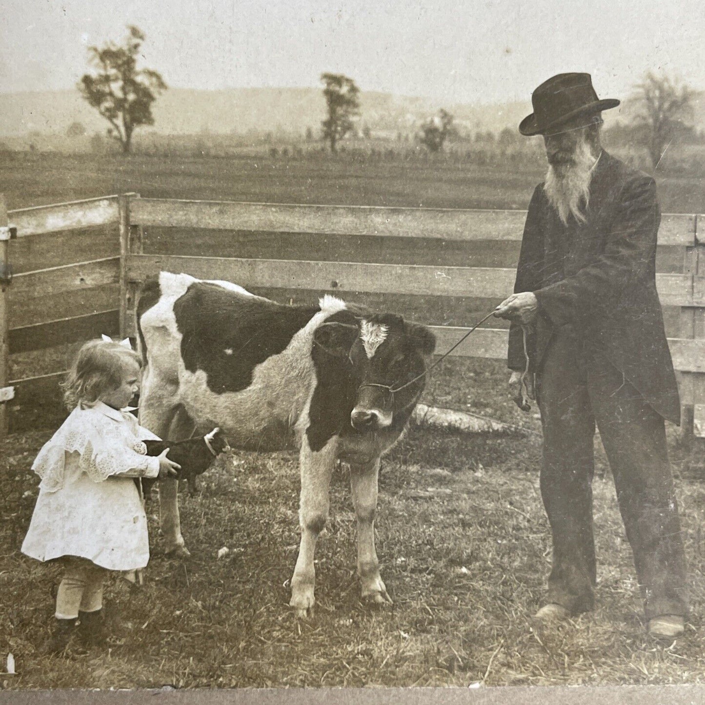 Antique 1902 Milk Cow & Little Girl In The Midwest Stereoview Photo Card PC804