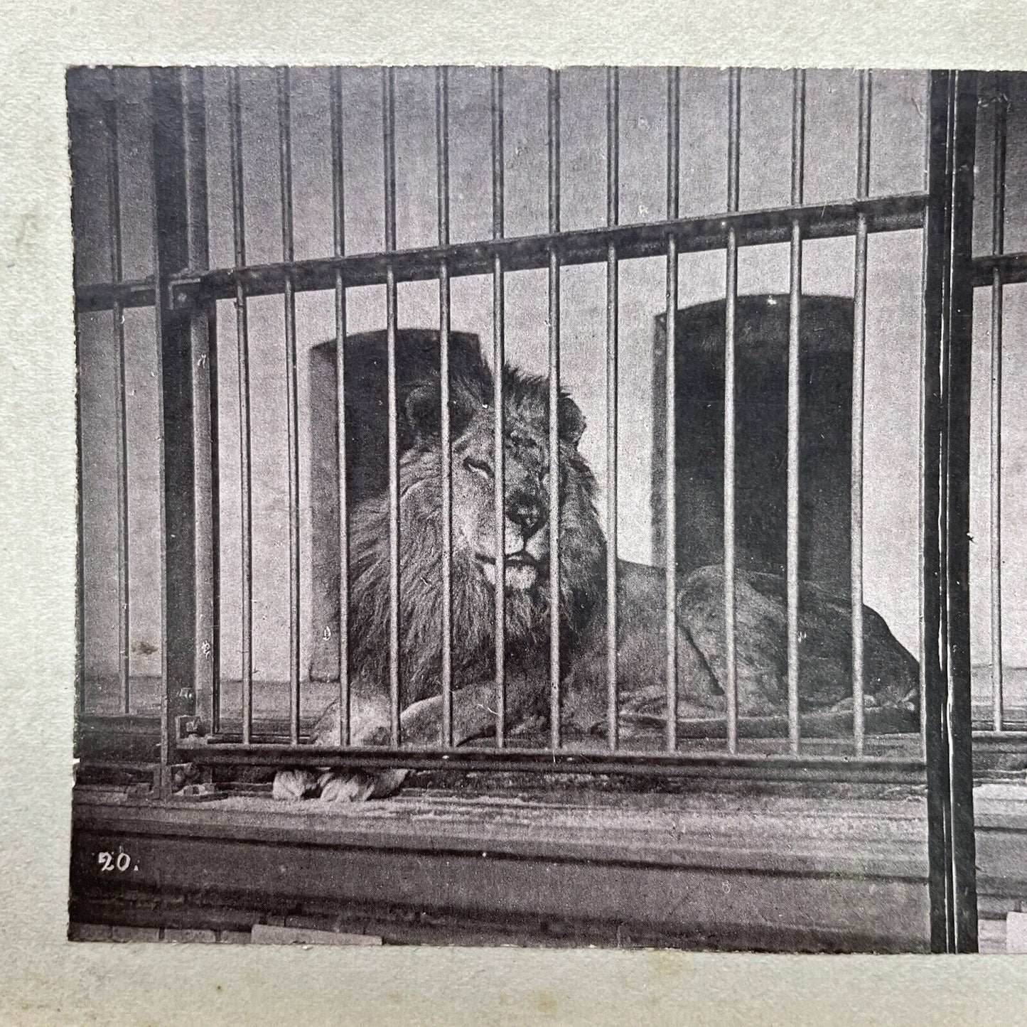 Antique 1880s Extinct Barbary Lion At The London Zoo Stereoview Photo Card P1681