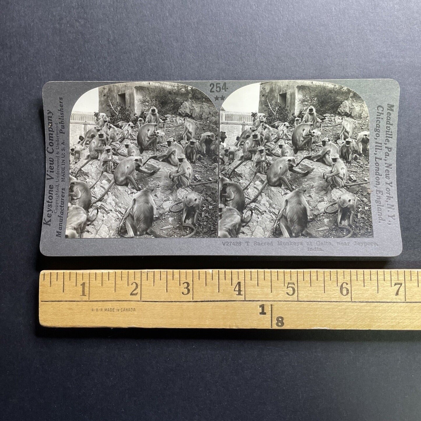 Antique 1918 Monkeys In Galta India Near Jaipur Stereoview Photo Card P1785