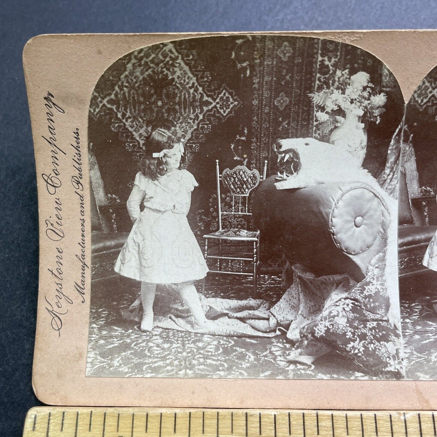 Antique 1900 A Growling Polar Bear Taxidermy Rug Stereoview Photo Card V2865