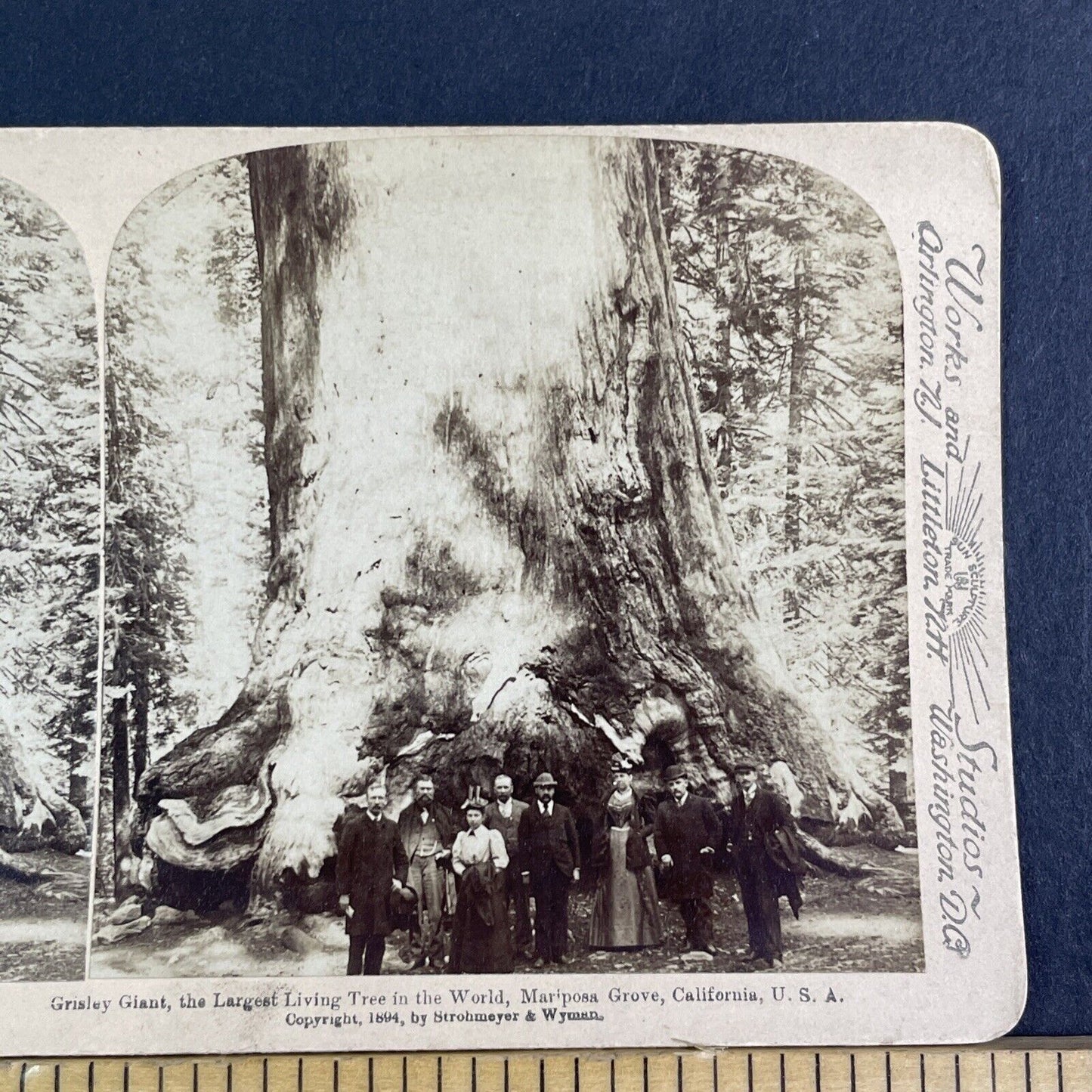 Mariposa Grove Giant Sequoia Tree Stereoview Yosemite Park Antique c1894 X3122