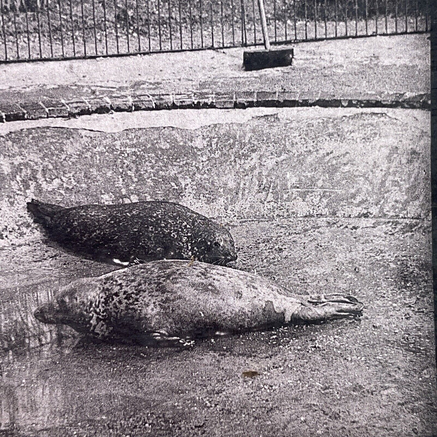Antique 1880s Seals Without Water At London Zoo Stereoview Photo Card P1681
