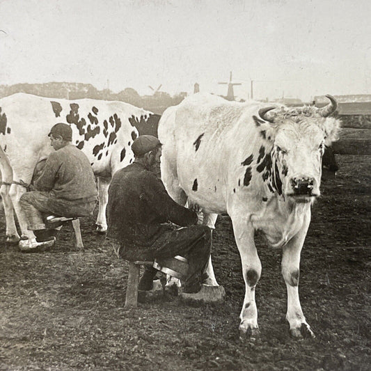 Antique 1910s Farmers Milking Cows Rotterdam Holland Stereoview Photo Card P3757