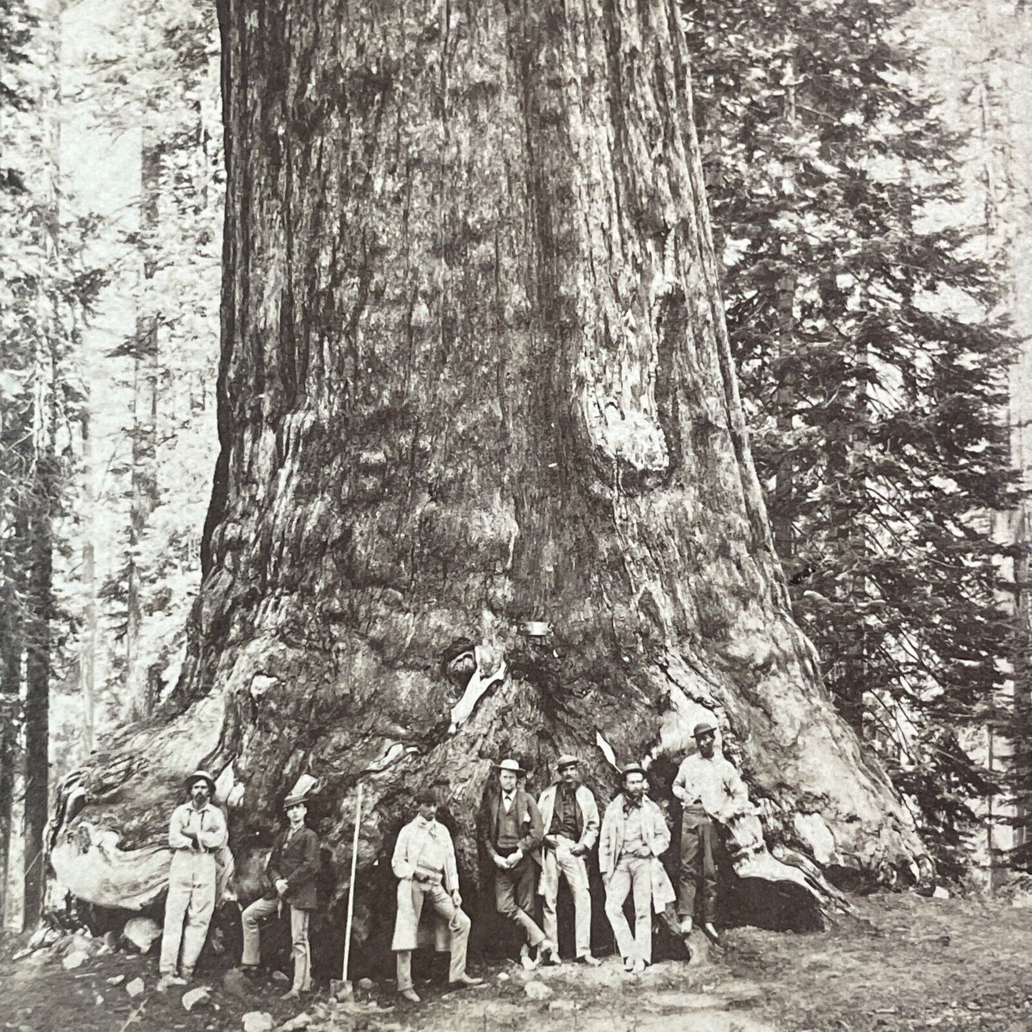 Mammoth Trees Of Yo-Semite Stereoview E&HT Anthony Antique c1870 X3708