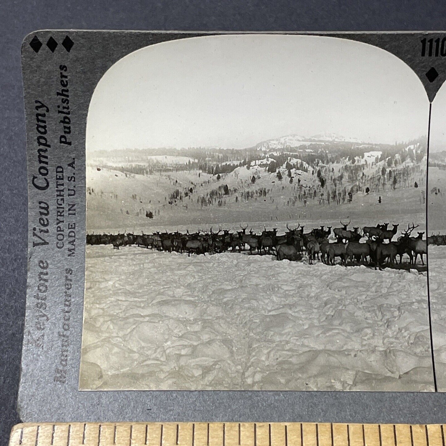 Antique 1910s Herd Of Elk In Deep Snow Wyoming Stereoview Photo Card V2657
