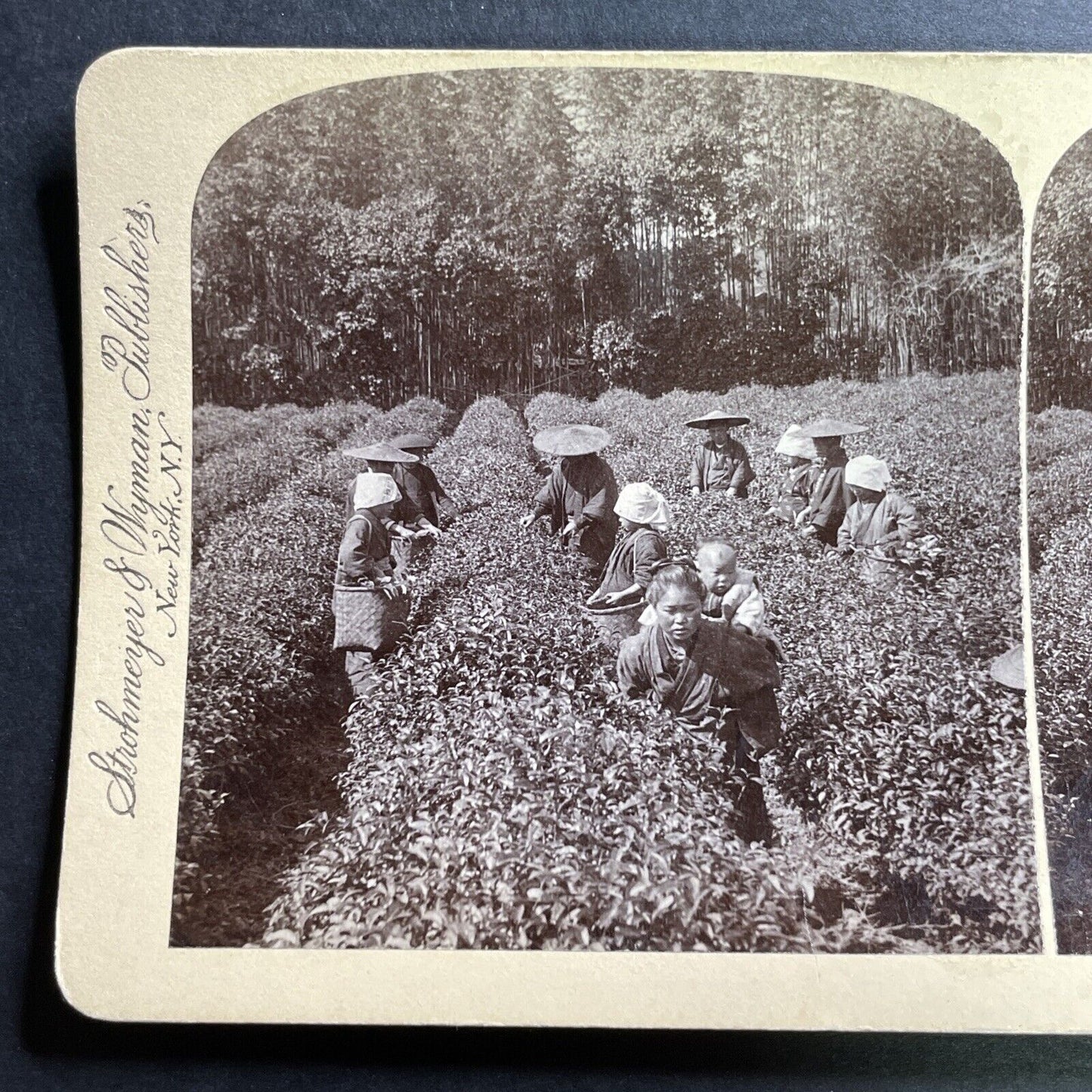 Antique 1896 Women And Children Pick Tea Tokyo Japan Stereoview Photo Card P1500