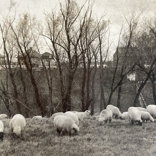 Antique 1910s Sheep Farm At Iowa State College Stereoview Photo Card P3656