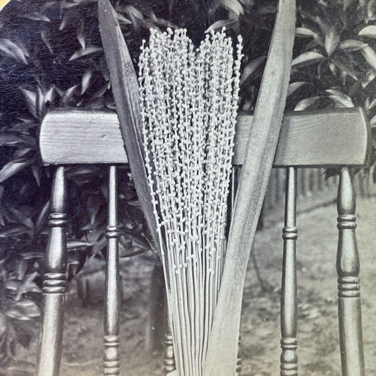 Antique 1870s Date Palm Blossom St. Augustine FL Stereoview Photo Card P3392