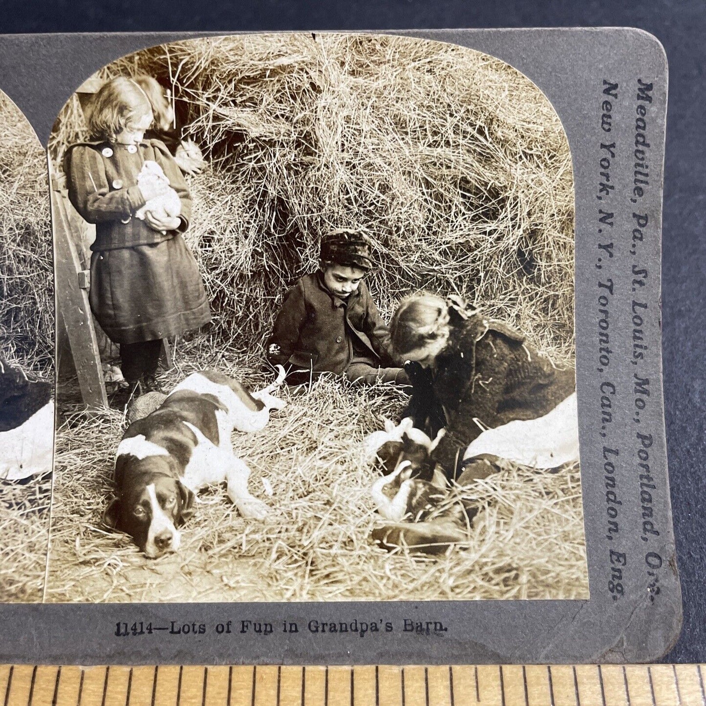 Antique 1901 A Hunting Dog Has Puppies In The Barn Stereoview Photo Card P4080