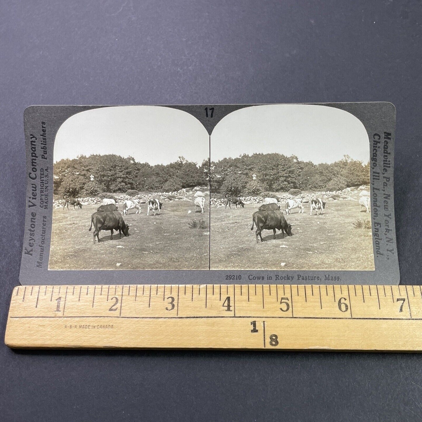 Antique 1910s Gloucester Massachusetts Cattle Farm Stereoview Photo Card P3101