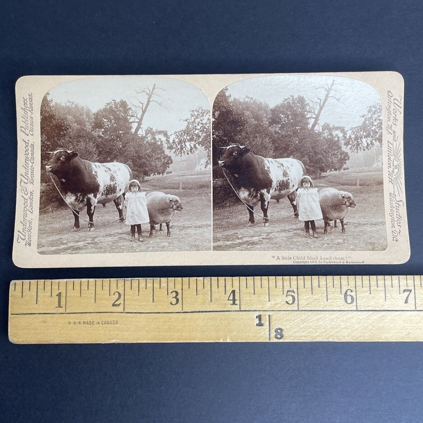 Antique 1901 Child & Large Muscular Bull Stereoview Photo Card PC782