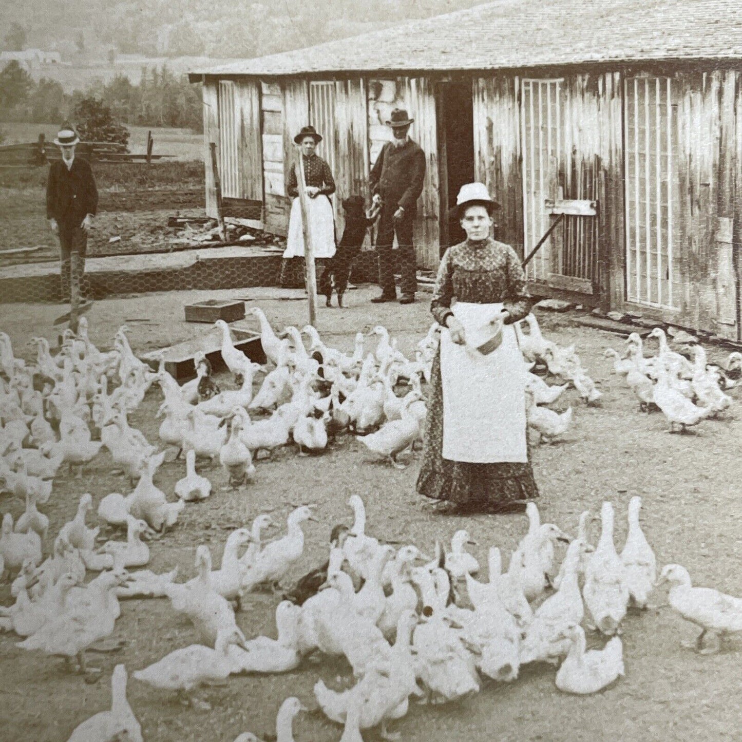 Antique 1889 Littleton New Hampshire Goose Farm Stereoview Photo Card PC780