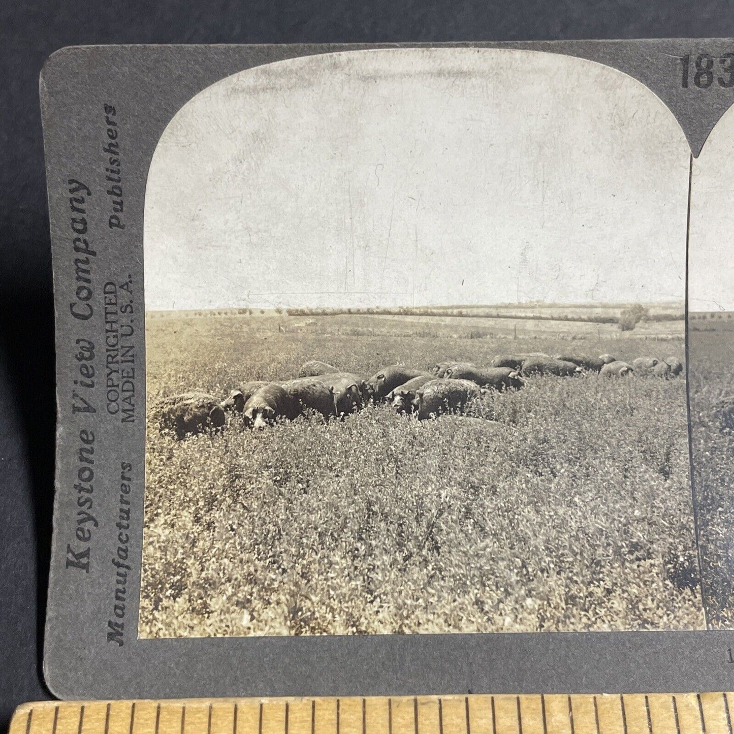 Antique 1910s Poland-China Pigs Hogs Kansas Stereoview Photo Card P3657