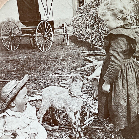 Antique 1901 Girl Takes Baby Bottle Gives It To Lamb Stereoview Photo Card P2854