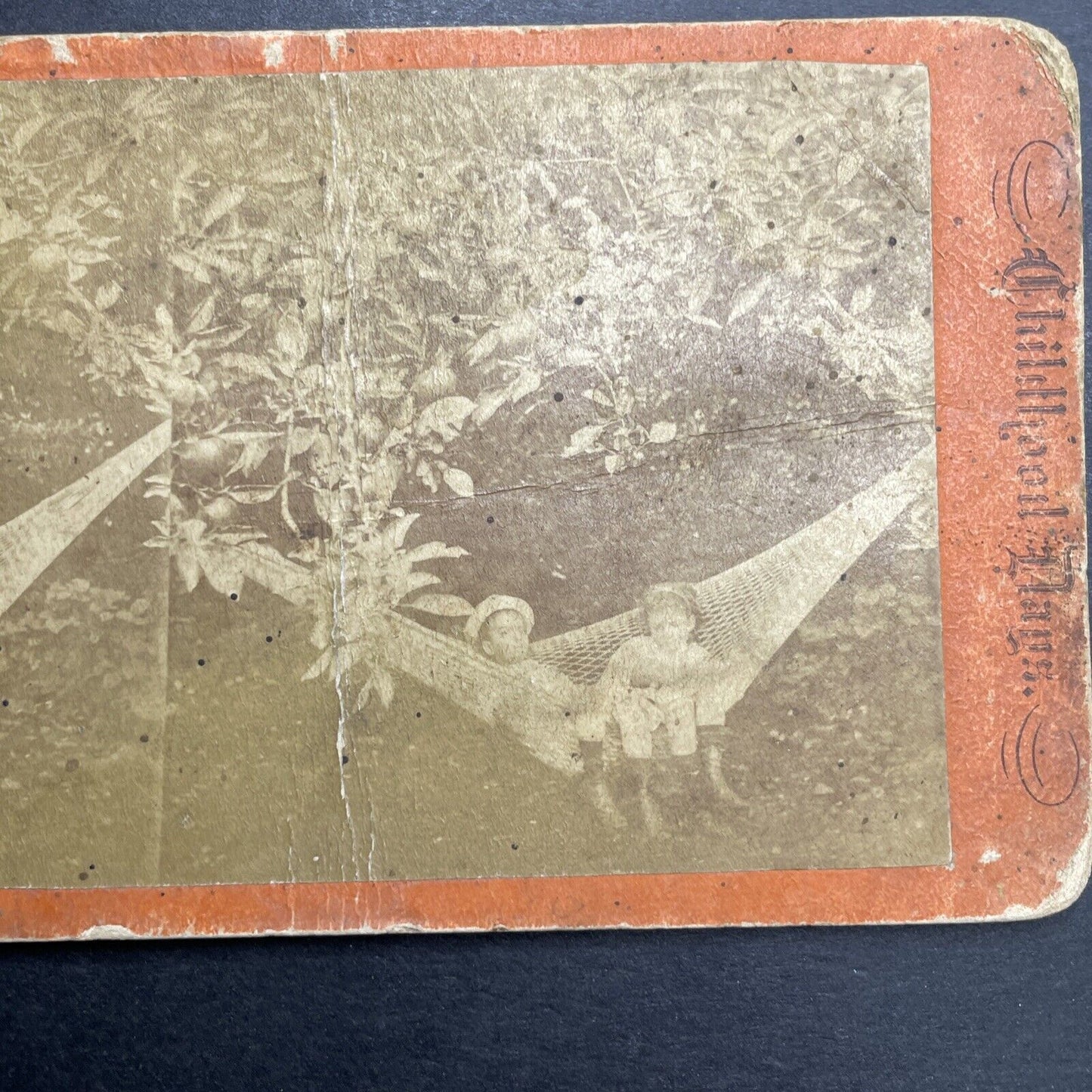 Antique 1860s Children In An Orange Tree Florida Stereoview Photo Card P1191