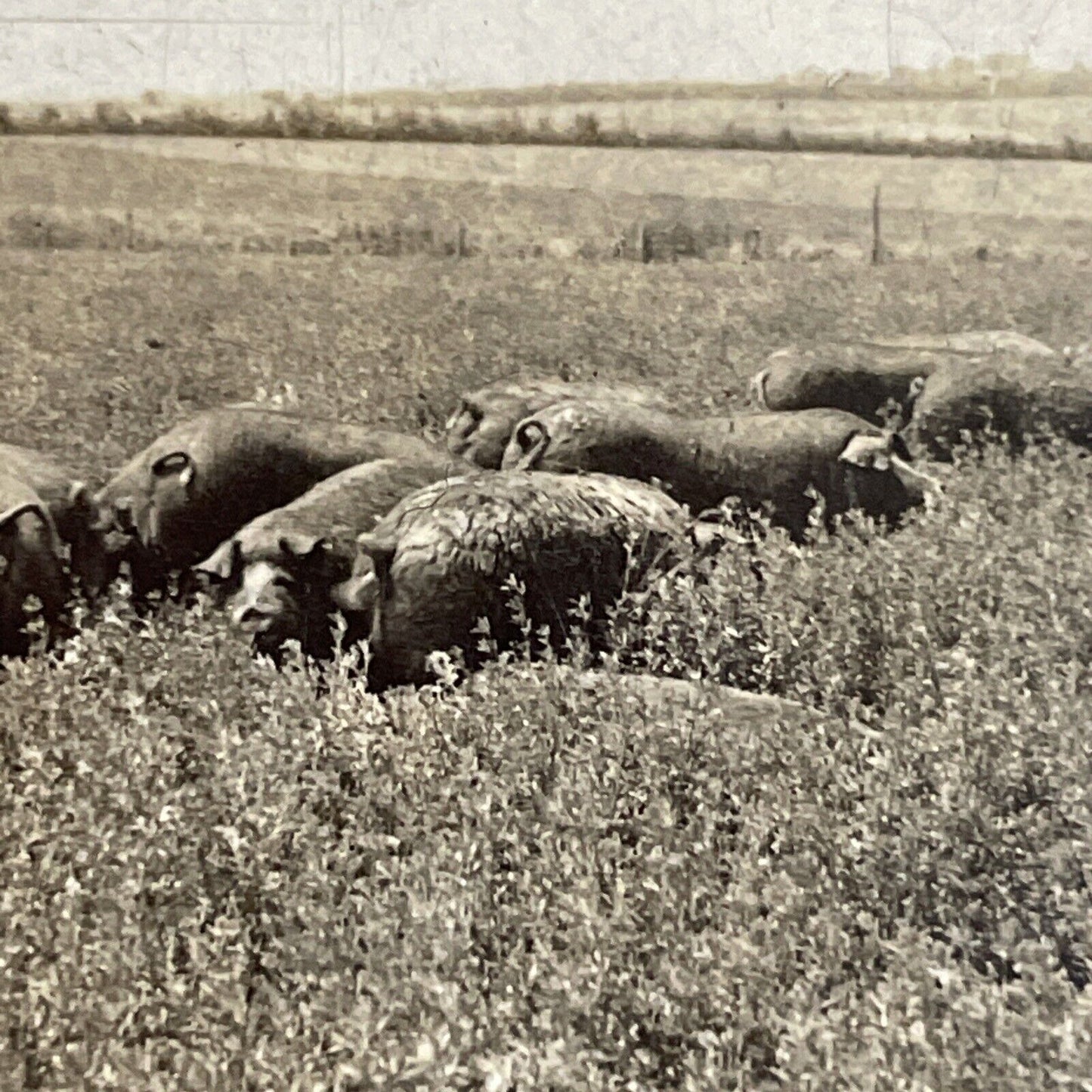 Antique 1910s Poland-China Pigs Hogs Kansas Stereoview Photo Card P3657