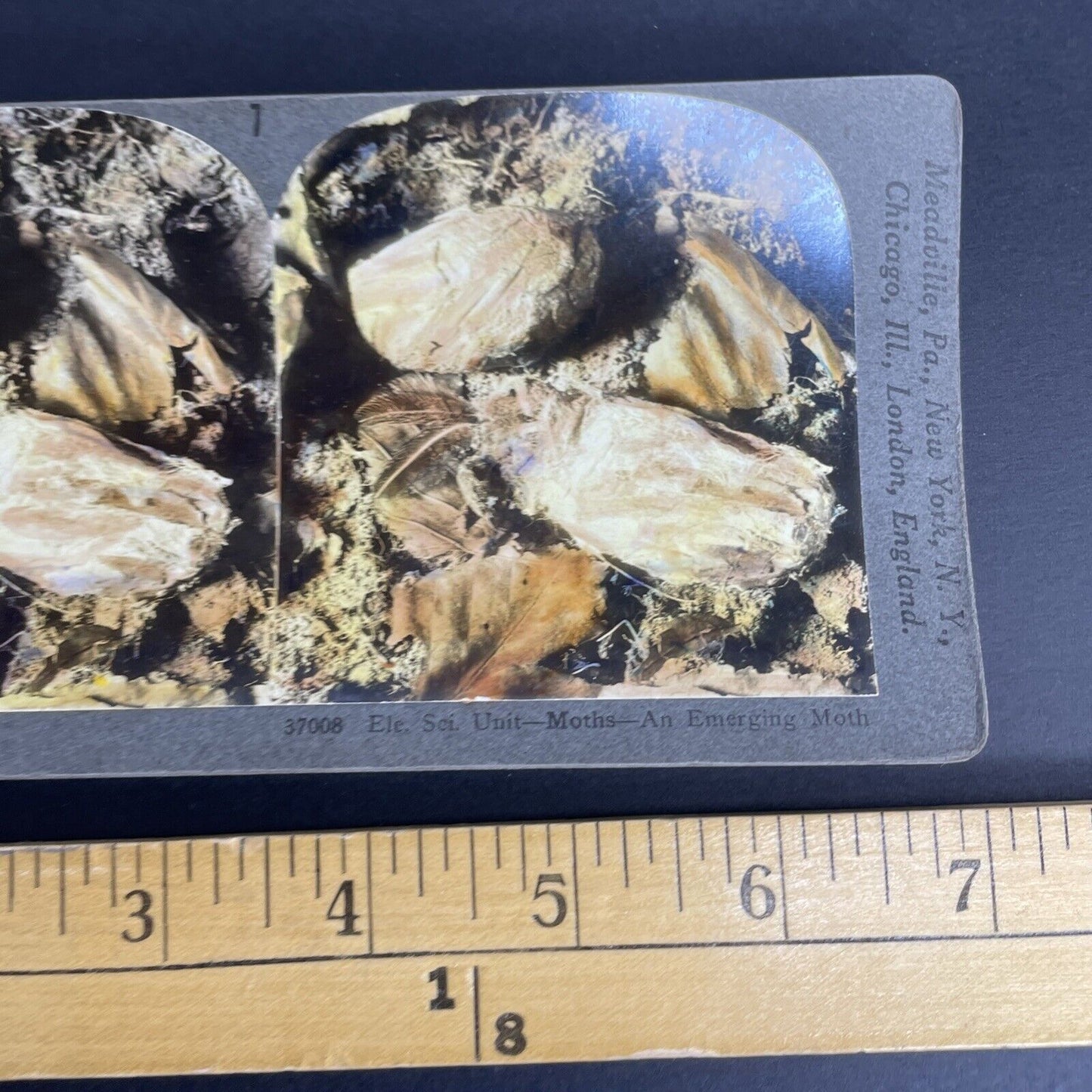 Antique 1908 A Moth Emerging From A Cocoon Stereoview Photo Card PC783