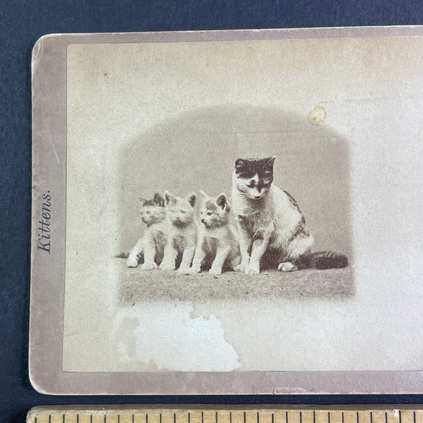 JP Soule's Singing Kitten Cat Choir Stereoview John P. Soule Antique c1871 X3867