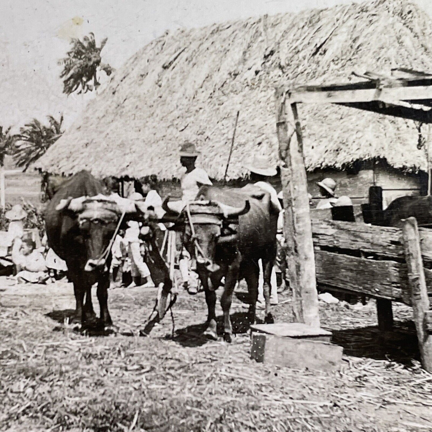 Antique 1918 Farming Farm In Havana Cuba Stereoview Photo Card P1612