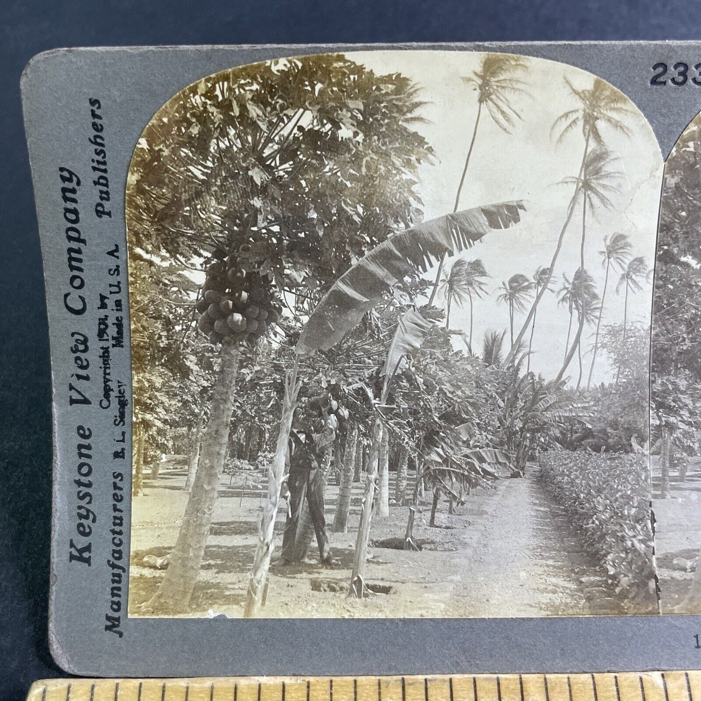 Antique 1901 Papaya Trees Honolulu Hawaii Stereoview Photo Card P2127